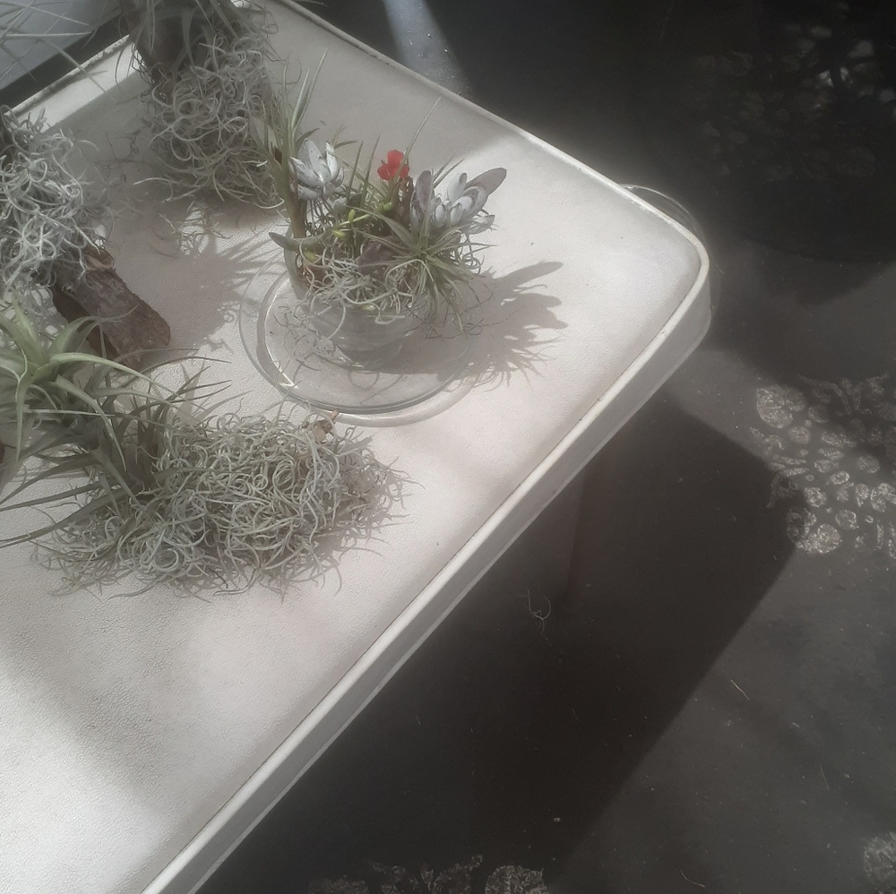 $26/ 2 AIR PLANT Thilandsia boho Home garden decor - Picture 6 of 11